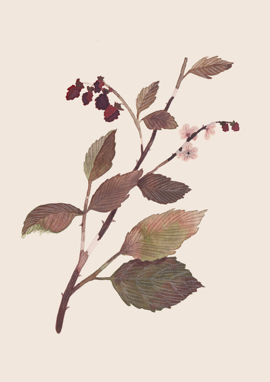 Blackberry Art Print