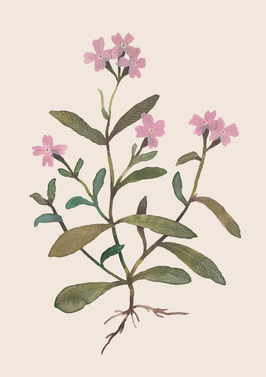 Pink Flowering Stock Art Print