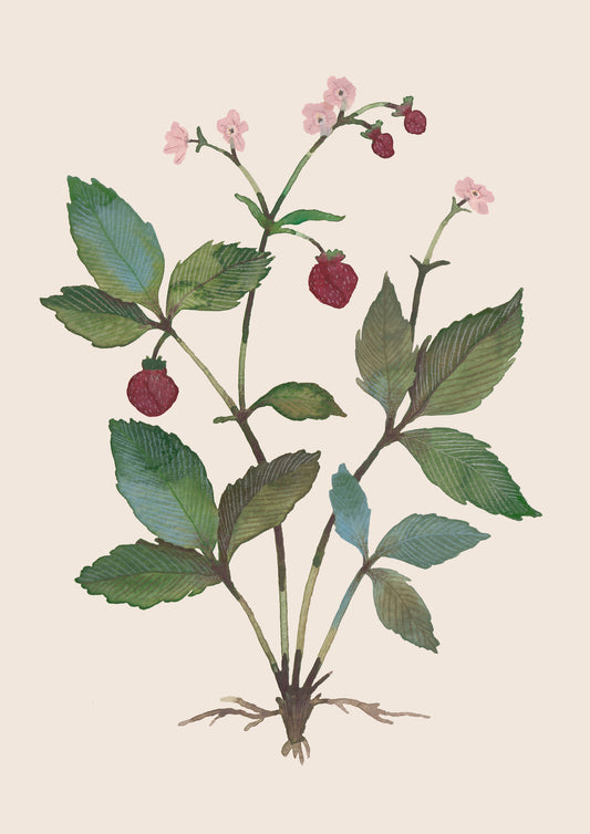 Strawberry Art Print