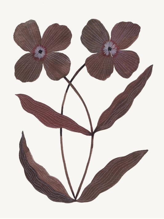 'Chocolate Flowers' - Giclée Print